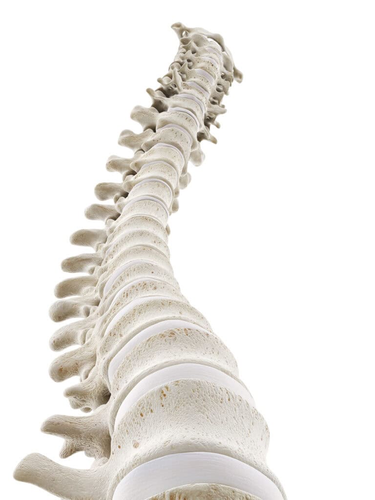 3D rendered image of a human spine viewed from below, showing vertebrae and intervertebral discs in detailed anatomical structure.