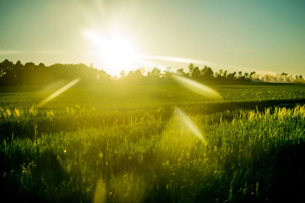 Sunlight streaming across a lush green field at sunrise or sunset, with a line of trees in the background and sun rays creating a warm, glowing effect.